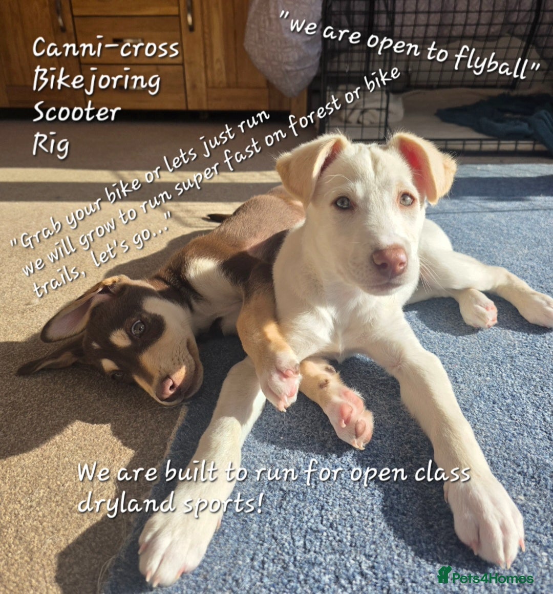 Mixed Breed dogs EUROHOUND / SIBERIAN HUSKY HYBRID PUPPIES  - Advert 3