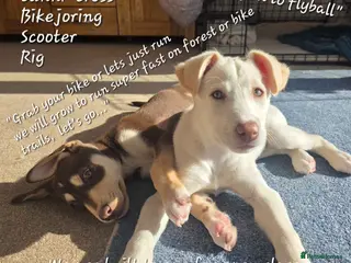 Mixed Breed dogs EUROHOUND / SIBERIAN HUSKY HYBRID PUPPIES - Advert 3