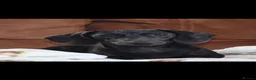 Miniature Dachshund dogs for sale: Miniature dachshunds puppies - Advert 8