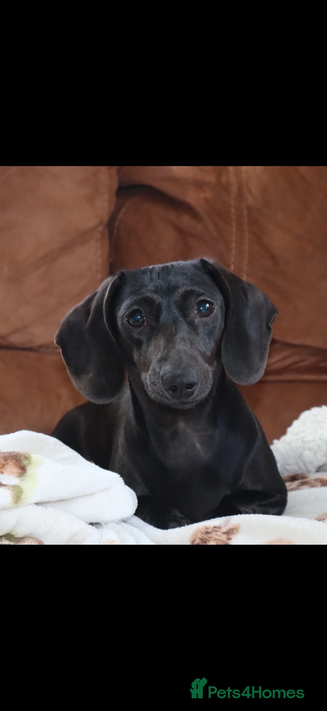 Miniature Dachshund dogs for sale: Miniature dachshunds puppies - Advert 8