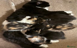 Mixed Breed cats for sale: Ragamuffin mix kittens  - Image 8