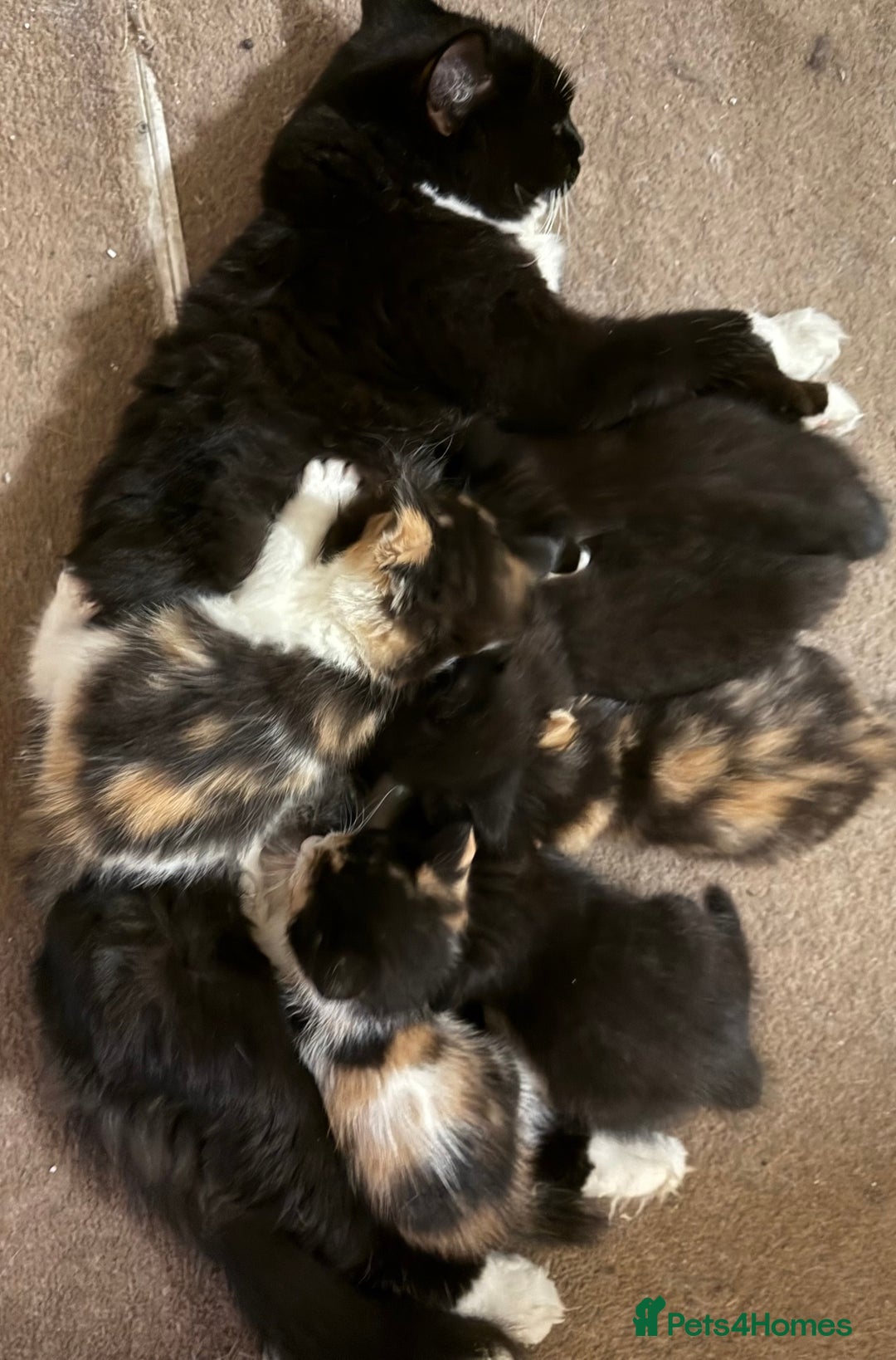 Mixed Breed cats for sale: Ragamuffin mix kittens  - Image 8