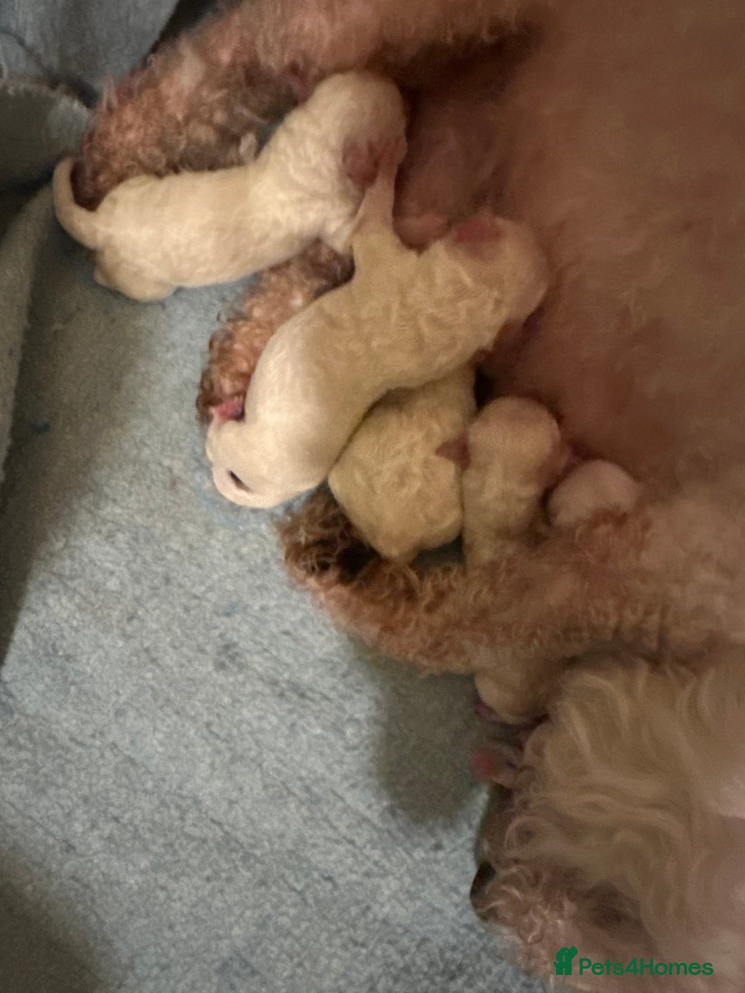 Bichon Frise dogs for sale: Beautiful Bichon Boys - Image 2