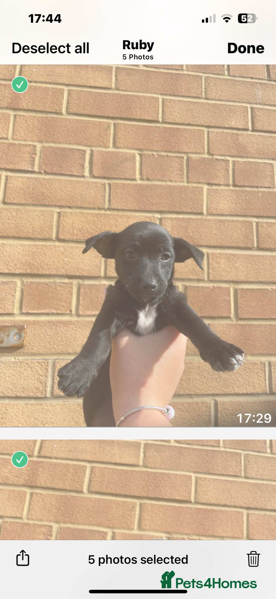 Jack Russell dogs for sale: Jack russsell puppy’s for sale small type - Image 15