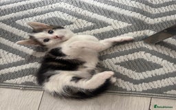 Domestic Shorthair cats for sale: Unique & Precious Kittens Seeking Forever Homes - Image 5