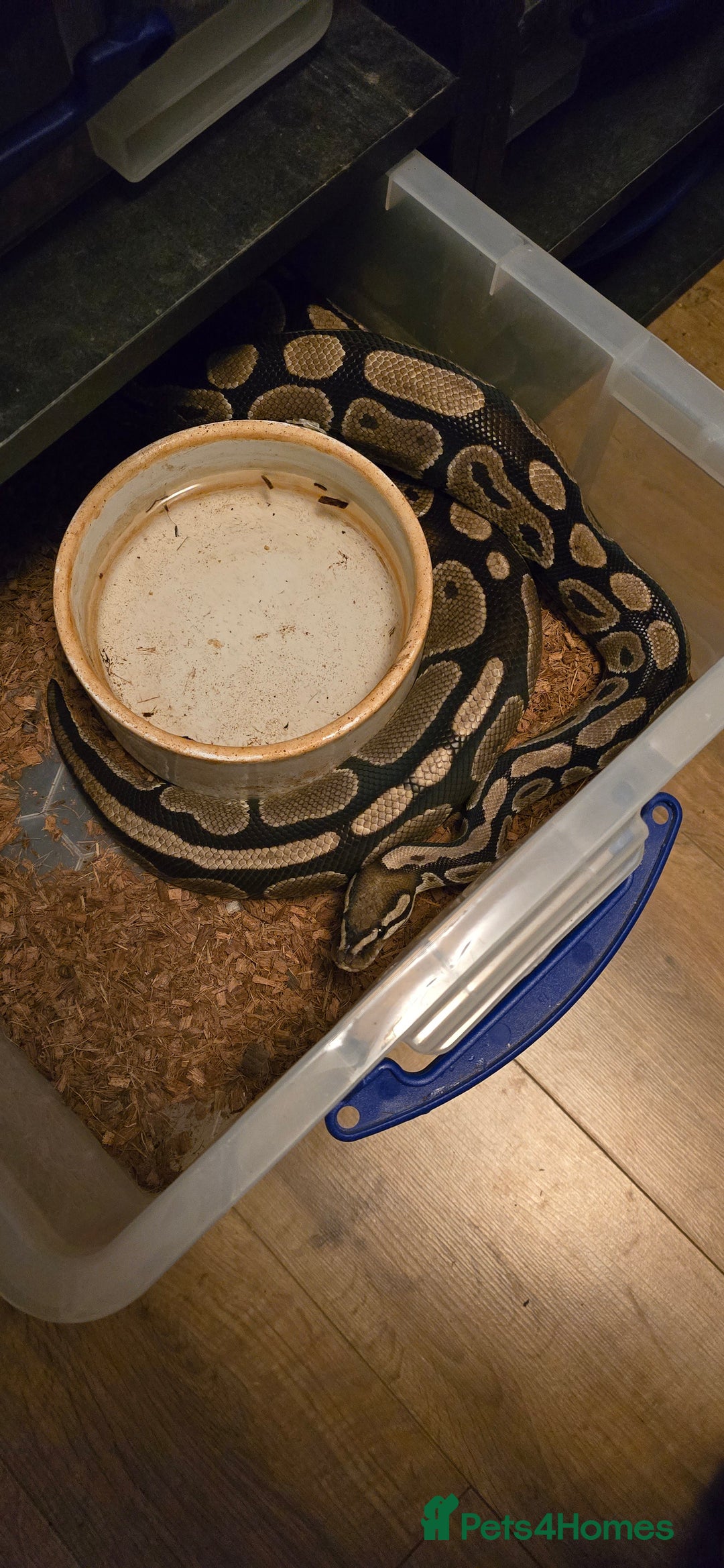 Snake reptiles for sale: Various royals pythons - Image 1