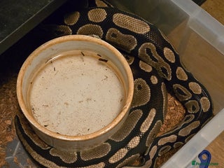 Snake reptiles - Advert 3