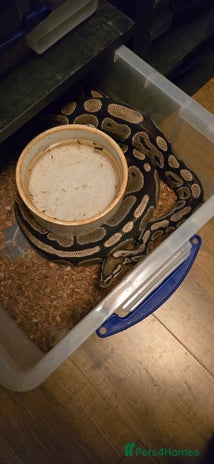 Snake reptiles - Advert 2