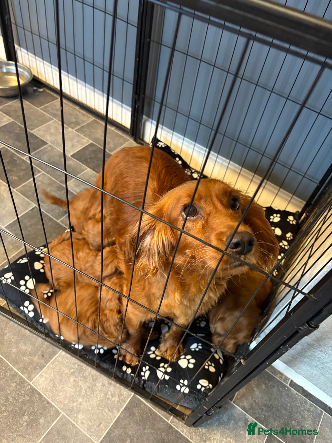 Cockapoo dogs for sale: Red F1 toy cockapoo puppies - Image 16