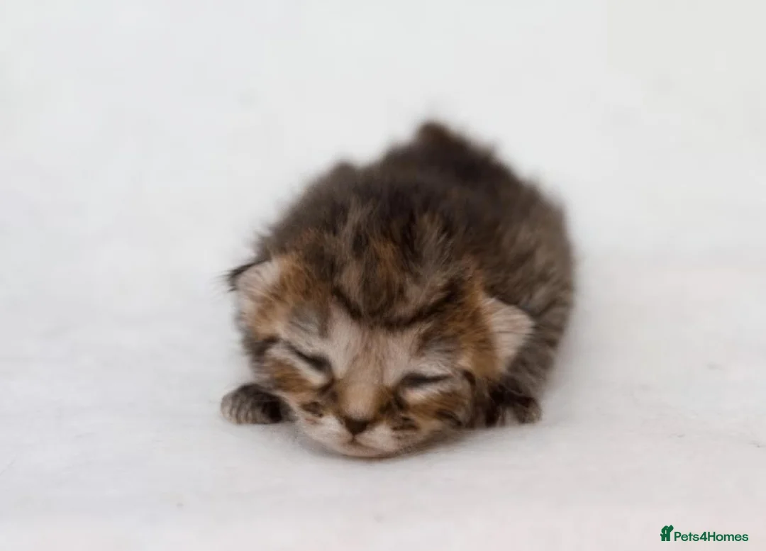 British Shorthair cats for sale: 🐱silver/Brown tabby British Shorthair 🐱 - Advert 20