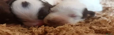 Molly 