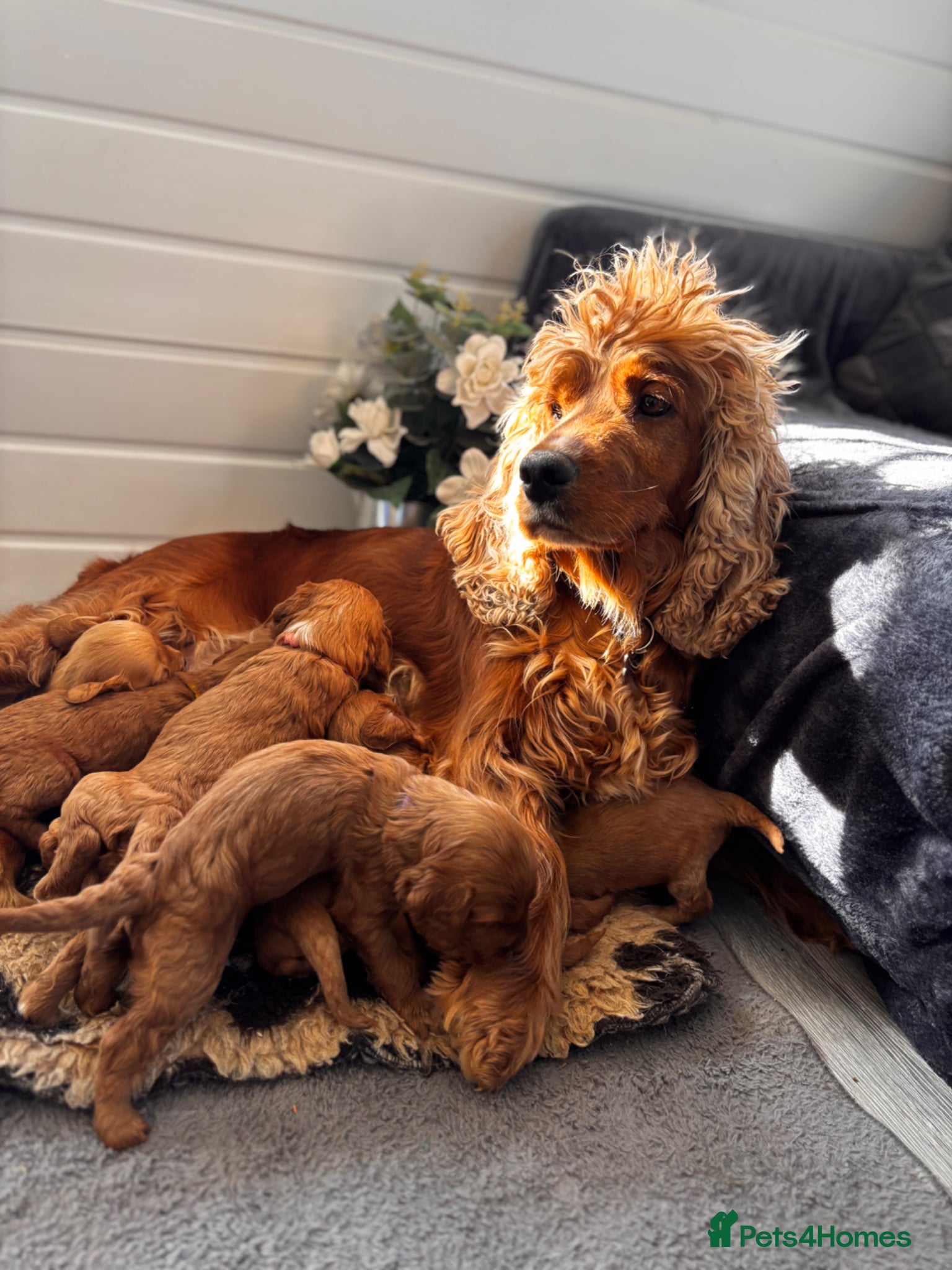 Cockapoo dogs *Hereditary clear Cockapoo Puppies 💜🐶* - Advert 4