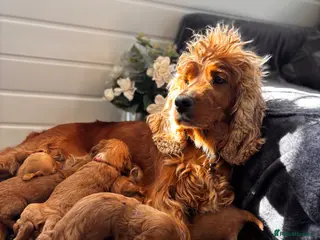Cockapoo dogs *Hereditary clear Cockapoo Puppies 💜🐶* - Advert 4