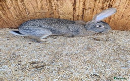 Continental Giant rabbits for sale: Beautiful Giant Rabbit Female, Eight Months Old - Advert 4