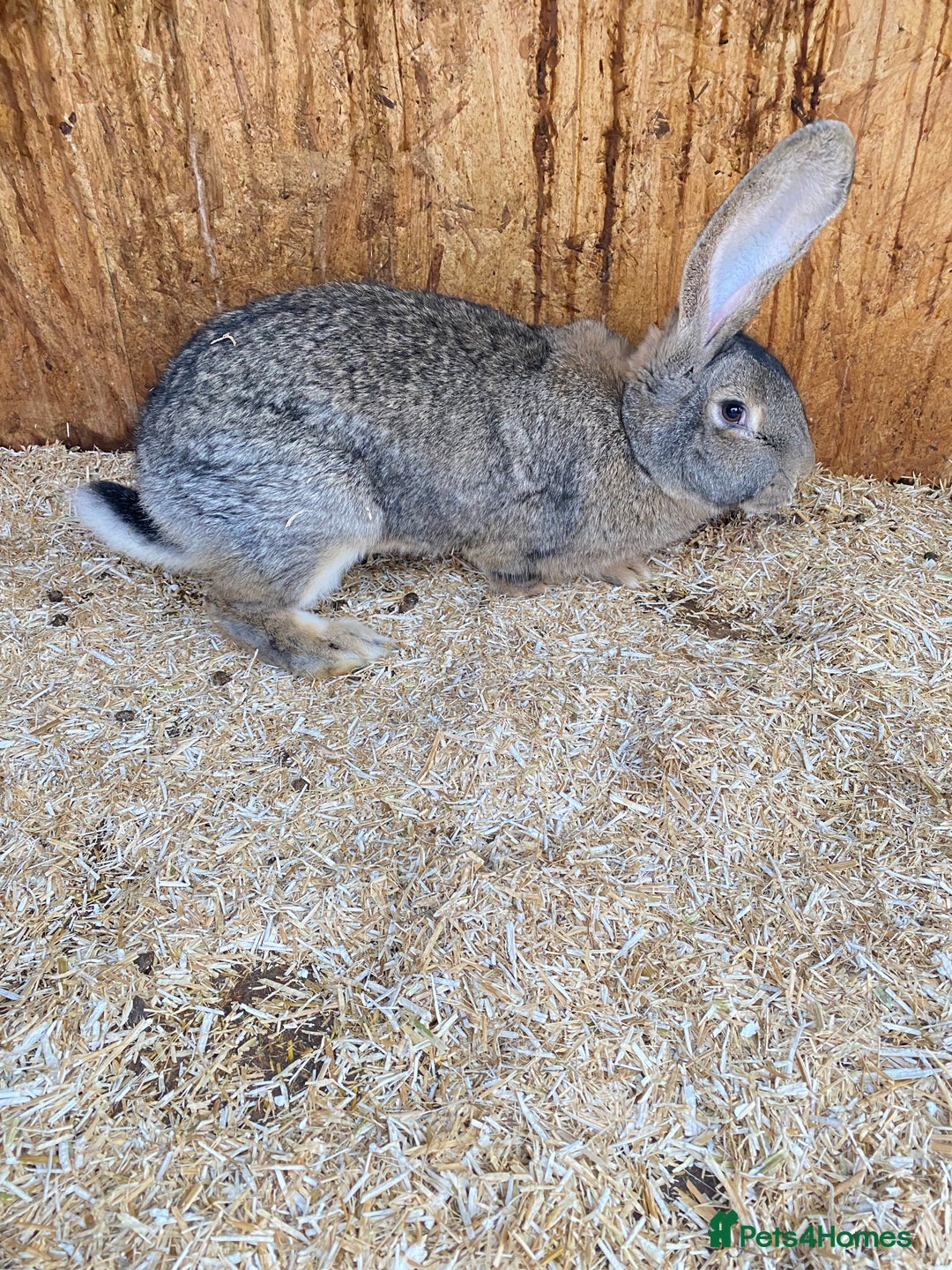 Continental Giant rabbits for sale: Beautiful Giant Rabbit Female, Eight Months Old - Advert 4