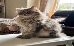 Persian cats for sale: Persian Cat - Image 3