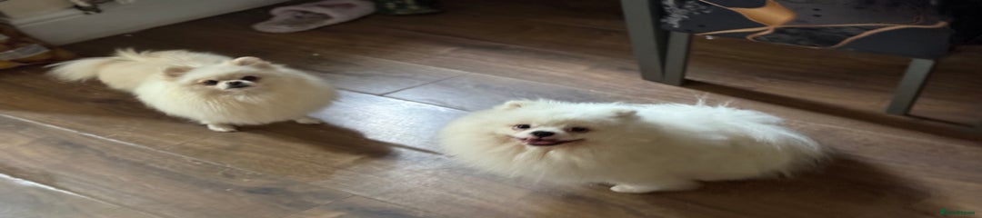 Pomeranian Puppy 1