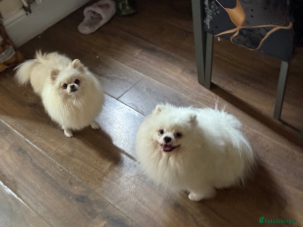 Pomeranian dogs - Advert 3