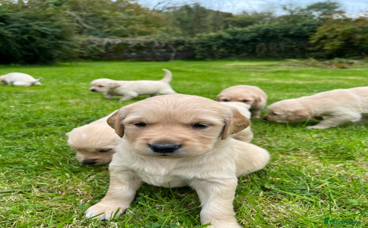 Golden Retriever dogs - Advert 1