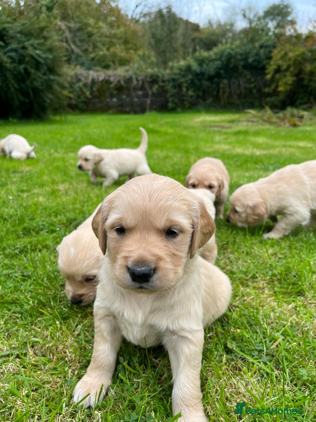 Golden Retriever dogs for sale: Golden retriever puppies - Image 1