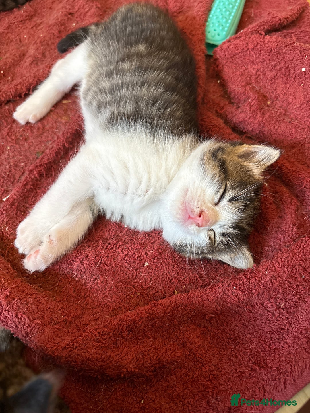 British Shorthair cats for sale: 11 SHORTHAIRED AND LONGHAIRED KITTENS - Image 28