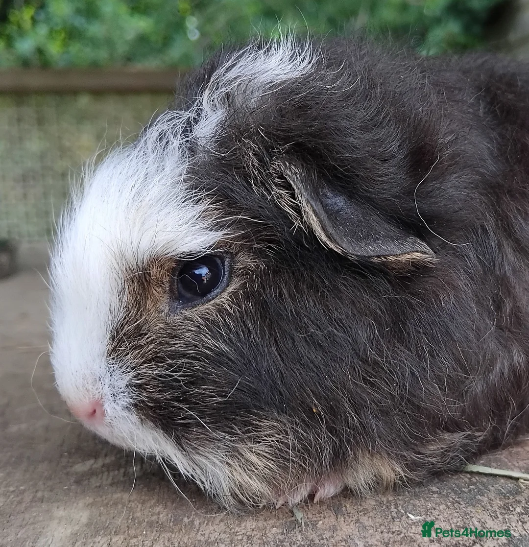 Guinea Pig rodents for sale: Three, 6 week old baby Swiss Brothers.  - Advert 8