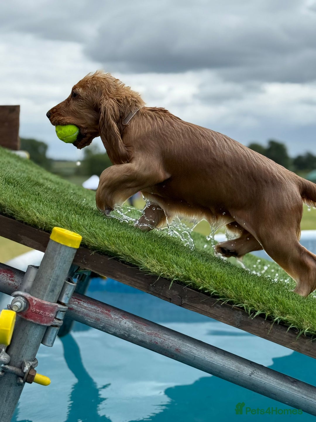 Cocker Spaniel dogs for sale: GOLDEN SHOW COCKER PUPPIES  - Image 5