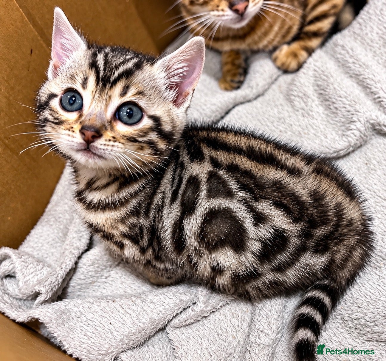 Bengal cats for sale: Stunning Silver Bengal Boy – TICA Reg Litter - Advert 2