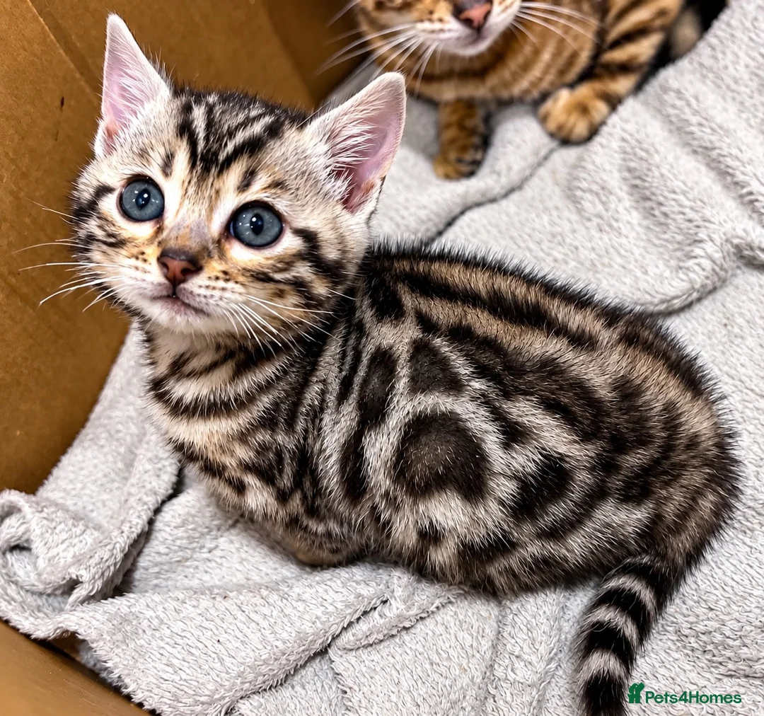 Bengal cats for sale: Stunning Silver Bengal Boy – TICA Reg Litter - Advert 2