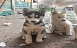 Siberian Husky dogs for sale: Siberian puppy  - Image 8