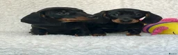 Dachshund dogs for sale: Beautiful Miniature Dachshund Puppies  - Advert 4