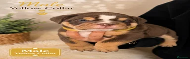 English Bulldog 4