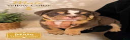 English Bulldog dogs for sale: KC English bulldogs puppies  - Advert 5