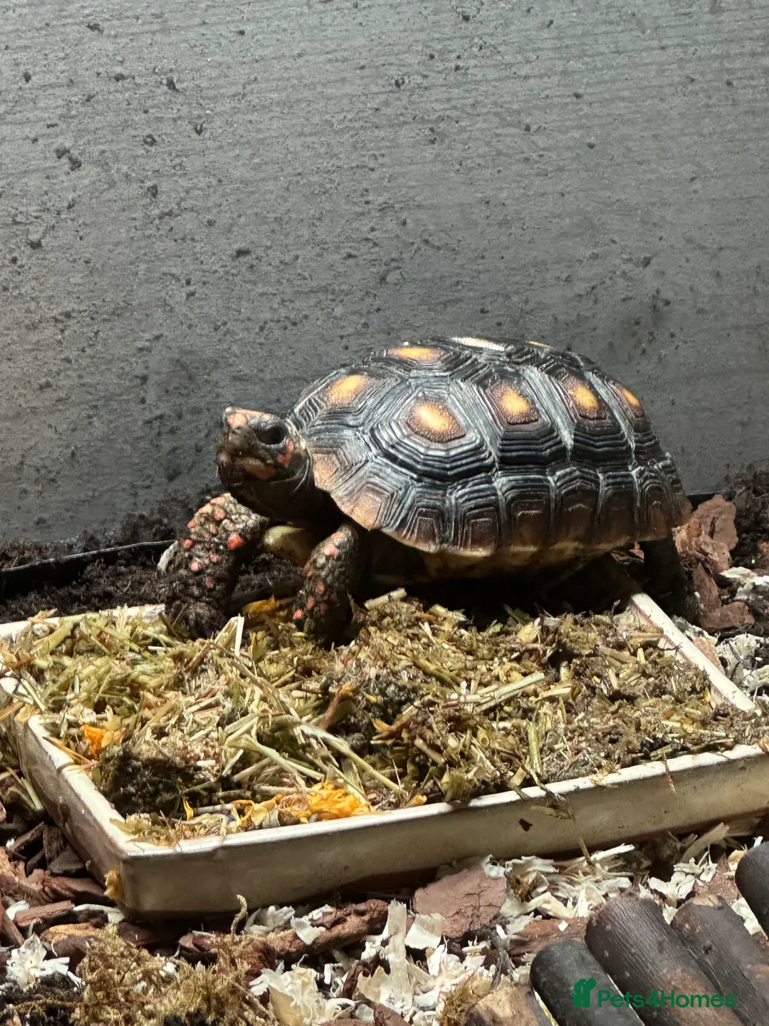 Tortoise reptiles for sale: Red footed tortoise - Advert 1