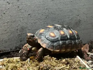 Tortoise reptiles Red footed tortoise - Advert 1
