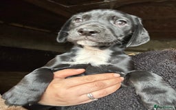 Mixed Breed dogs for sale: Beautiful litter of puppies. Mixed breeds❤️ - Image 5