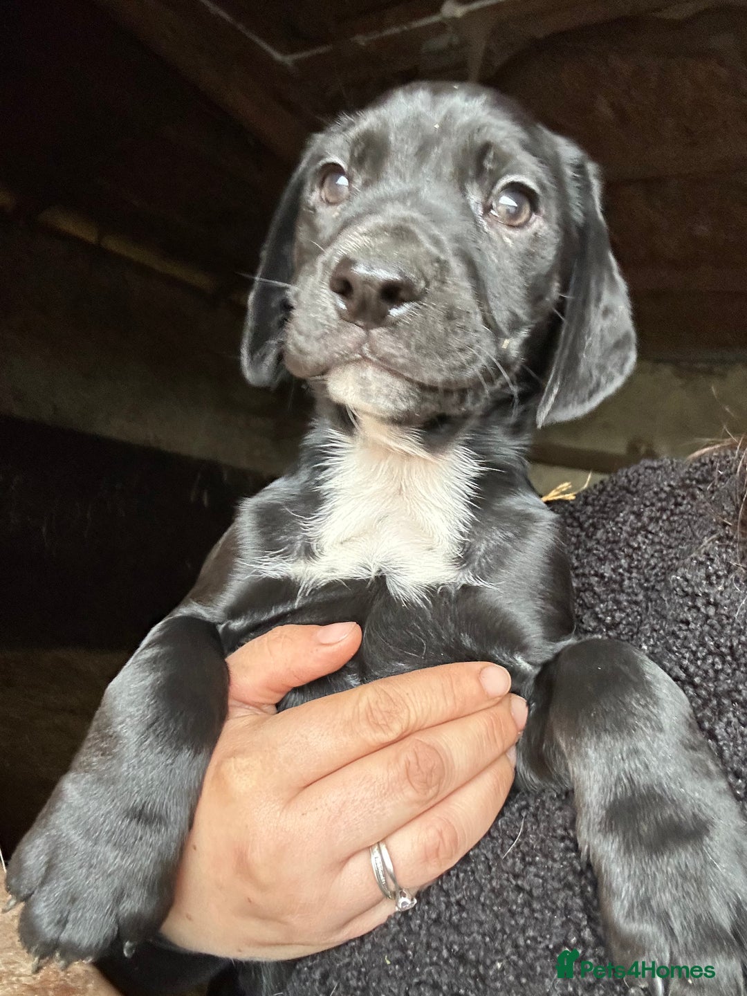 Mixed Breed dogs for sale: Beautiful litter of puppies. Mixed breeds❤️ - Image 5