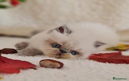 Persian cats for sale: Persian Kittens - Image 13