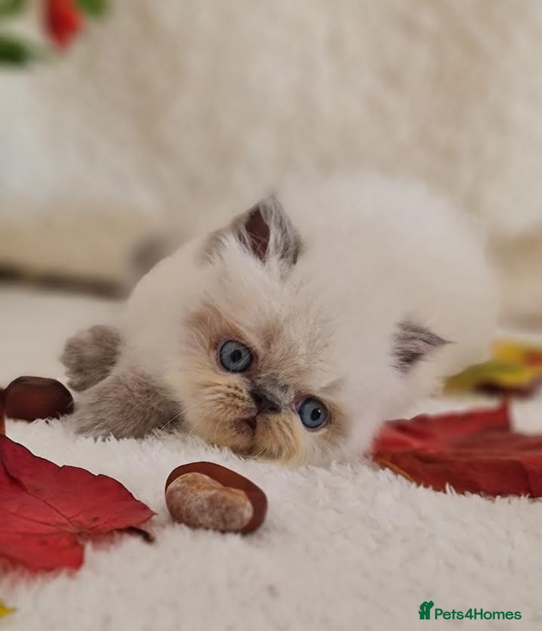 Persian cats for sale: Persian Kittens - Image 13