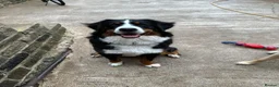 Bernese Mountain Dog dogs for sale: Kiara 11 month Bernese Mountain Dog  in Bradford - Advert 12