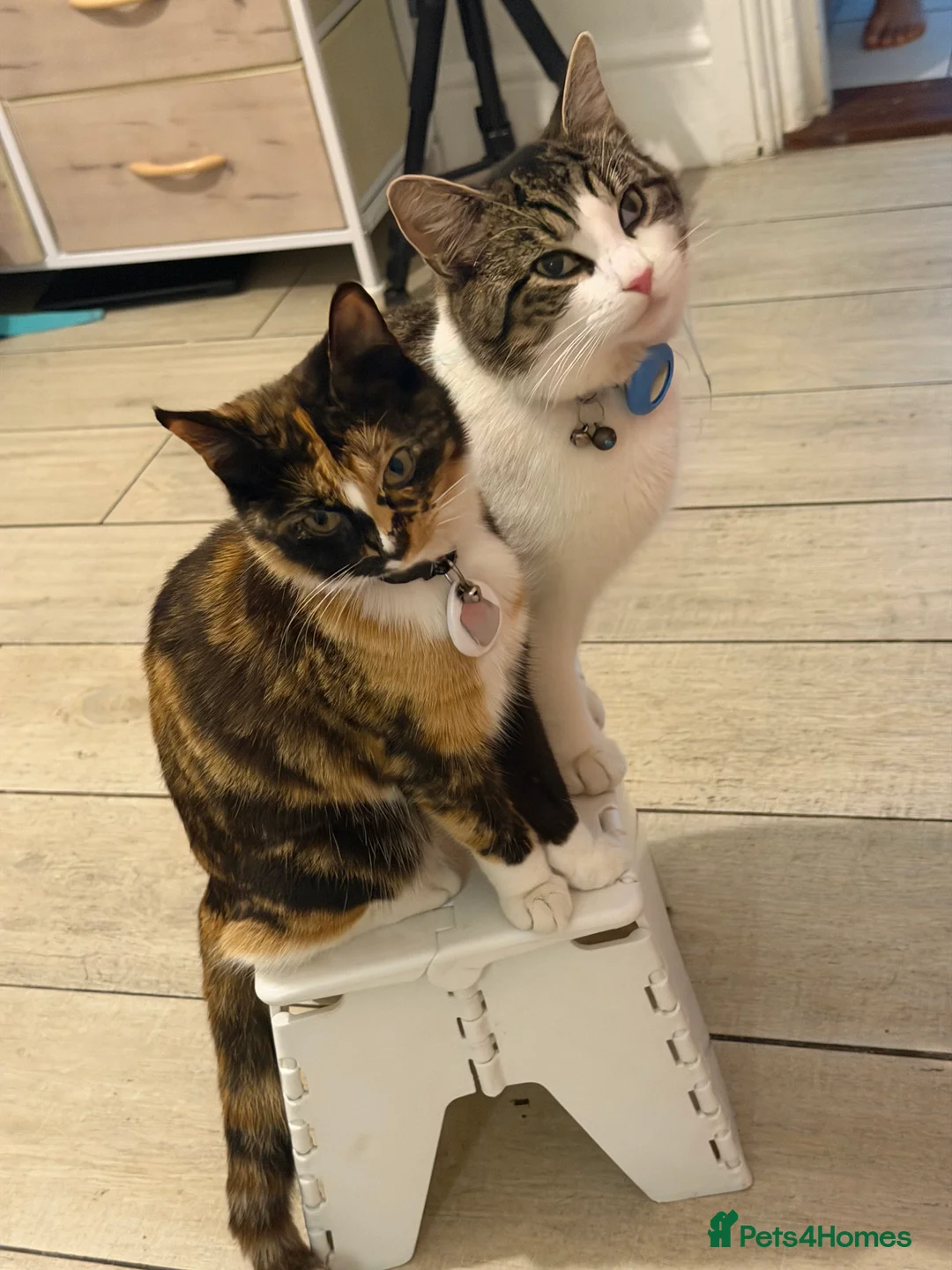 American Shorthair cats for sale: Shorthair cats  in Rochester - Advert 2