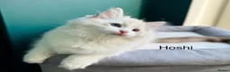 Ragdoll cats for sale: WORLD BEATIFUL RAGDOLL KITTEN / FIFE - Advert 31