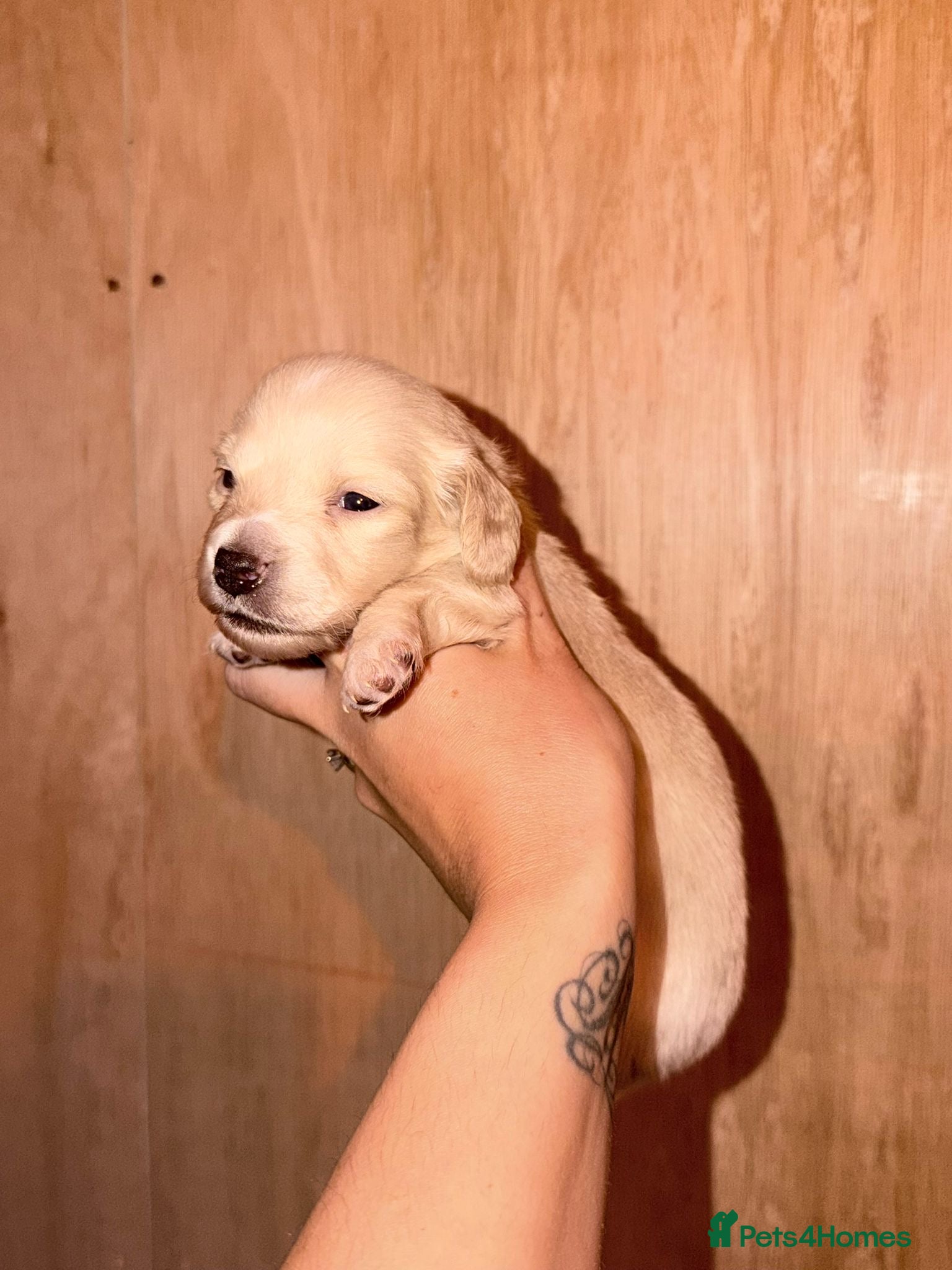 Miniature Dachshund dogs KC CLR Long Hair Cream Mini Dachshunds - Advert 7