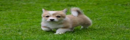 Welsh Corgi Pembroke dogs for sale: Pembroke corgi pups - Advert 19