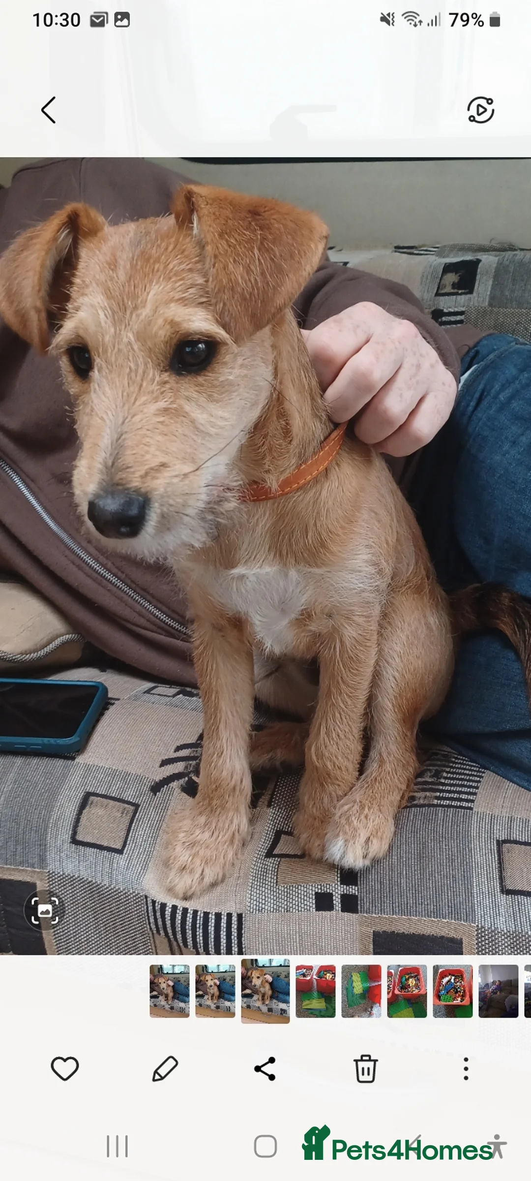 Mixed Breed dogs for sale: Oscar - Advert 2
