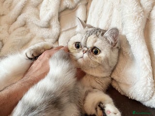 Exotic cats Adorable Exotic Shorthair girls. Ready now! - Advert 4