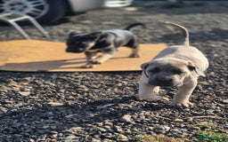 Cane Corso dogs for sale: Class Corsos  - Advert 12