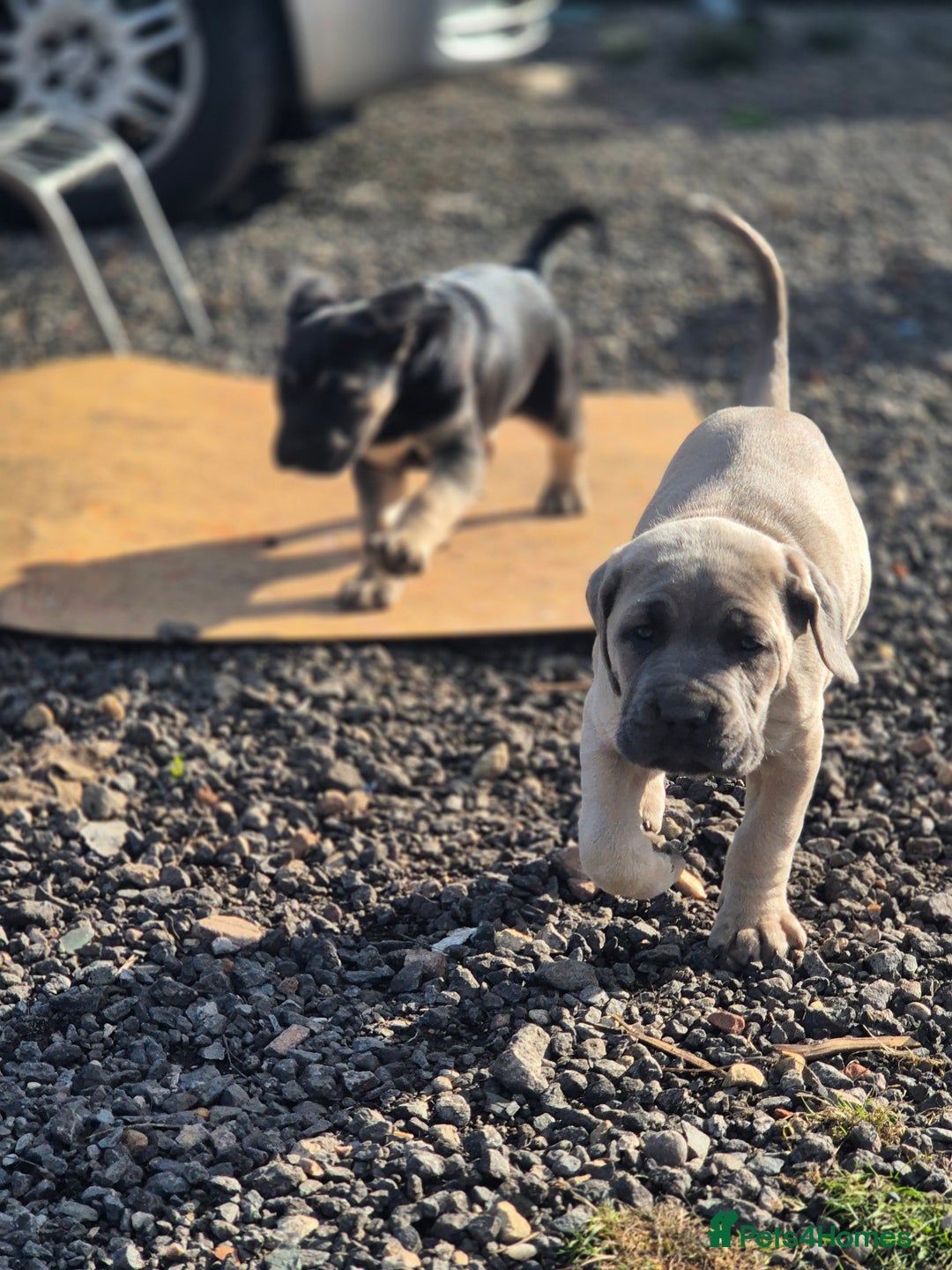Cane Corso dogs for sale: Class Corsos  - Advert 12