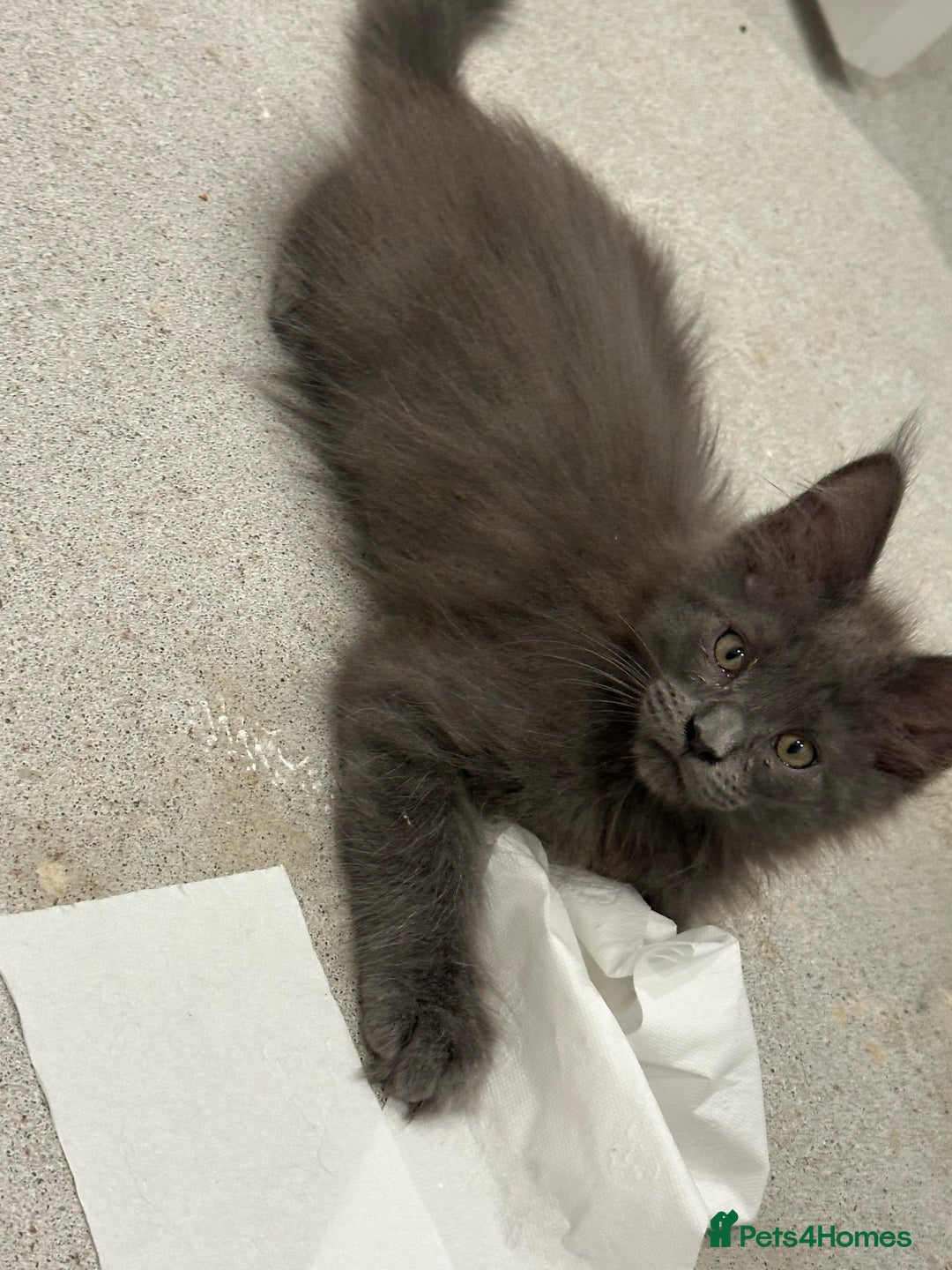 Maine Coon cats for sale: Maine Coon Kittens - Advert 2