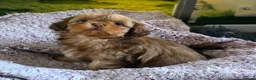 Shih Tzu dogs for sale: KC Registered Last Girl Left - Advert 3